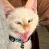 Red Point Siamese 5