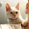 Red Point Siamese 6
