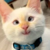 Red Point Siamese 7