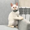 Red Point Siamese 9