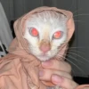 Red Point Siamese 10