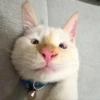 Red Point Siamese 11