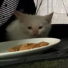 Red Point Siamese 12