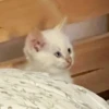 Red Point Siamese 13