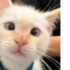 Red Point Siamese 14