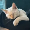 Red Point Siamese 15