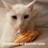 Стики 7281 из @Anonymnyi_chat_bot 14