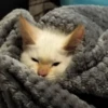 Red Point Siamese 16