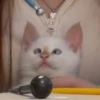 Red Point Siamese 18