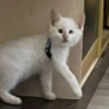 Red Point Siamese 19