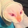 Red Point Siamese 20