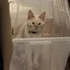 Red Point Siamese 21
