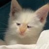 Red Point Siamese 23