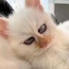 Red Point Siamese 24