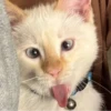 Red Point Siamese 25