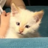 Red Point Siamese 26