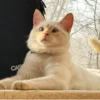 Red Point Siamese 27