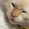 Red Point Siamese 28