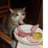 The crying cats 5