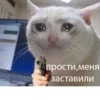 The crying cats 6