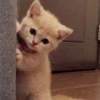 MeowMika — 6
