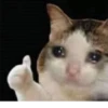 The crying cats 8