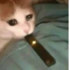 The crying cats 9