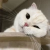MeowMika — 7