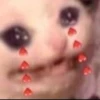 The crying cats 11