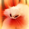 The crying cats 12