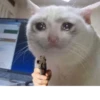 The crying cats 13