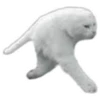 Weird cats 5