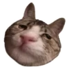 Weird cats 6