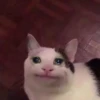 The crying cats 16