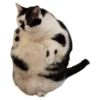 Weird cats 8