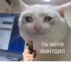 The crying cats 18