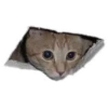 Weird cats 10