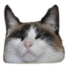 Weird cats 12