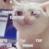 The crying cats 20