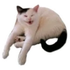 Weird cats 13