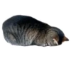 Weird cats 14