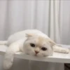 MeowMika — 17