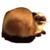 Weird cats 16