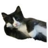 Weird cats 17
