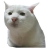 Weird cats 18