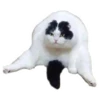 Weird cats 22