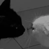 Lõvę 24