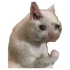 Weird cats 23