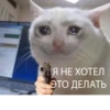 The crying cats 24