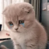 MeowMika — 24